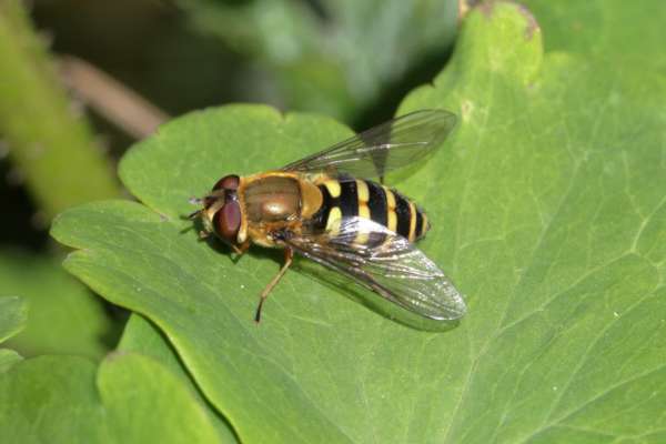 A medium sized Hoverfly with golden thorax and black and yellow abdomen is resting on a large green leaf.