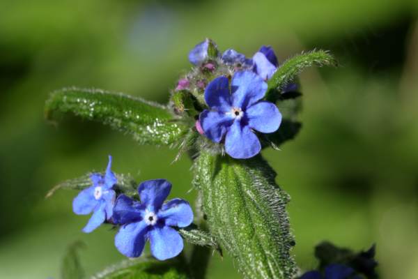 The top few inches of a very bristly Green Alkanet plant with a few small bright blue five petalled flowers and dark green leaves. 
