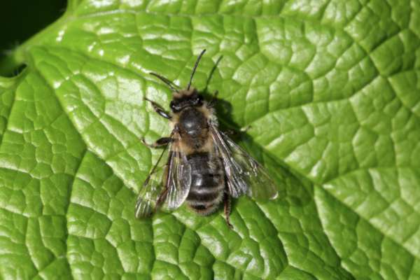 A glossy leaf is the favoured resting place for a medium sized bee which is a dark brown black colour and covered in pale brown and dark cream coloured hairs.
