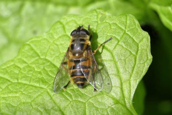 A largish golden hued Hoverfly with black markings on its abdomen and distinctive markings on the thorax.