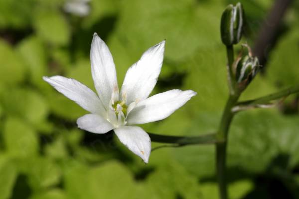 The flower of a Star of Bethlehem plant with six long slender white petals leading to a pale green centre.