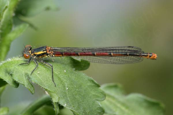 A Large Red Damselfly at rest showing a dark red abdomen punctuated with black and cream markings and a darker bronze and dark yellow thorax.