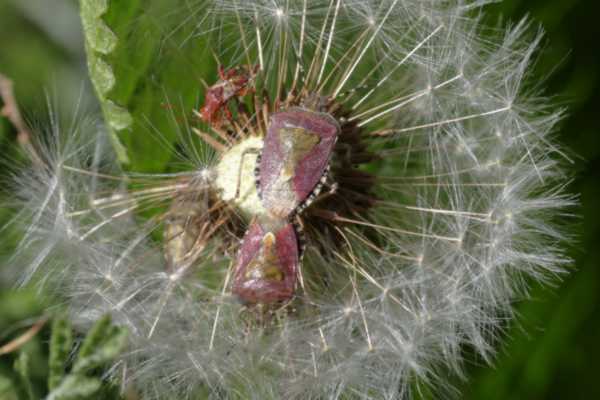 Two purplish brown Hairy Shieldbugs are mating in the fluffy seed head of a Dandelion Clock.