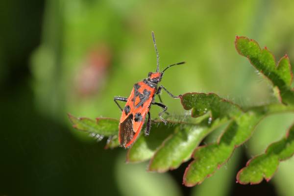 Covered in fine white hairs is a bright orangey red and black Cinnamon Bug exploring a largish leaf.