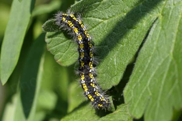 A Scarlet Tiger Moth Caterpillar mostly black in colour with three broad rows of large yellow markings which are white where clumps of long pale spikey hairs sprout.