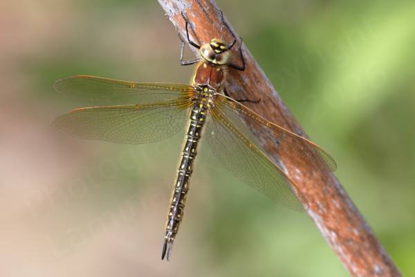 Covered in short pale hairs is a female Hairy Dragonfly with black abdomen contrasting with small yellow markings and a paler brown colour on top of her thorax.