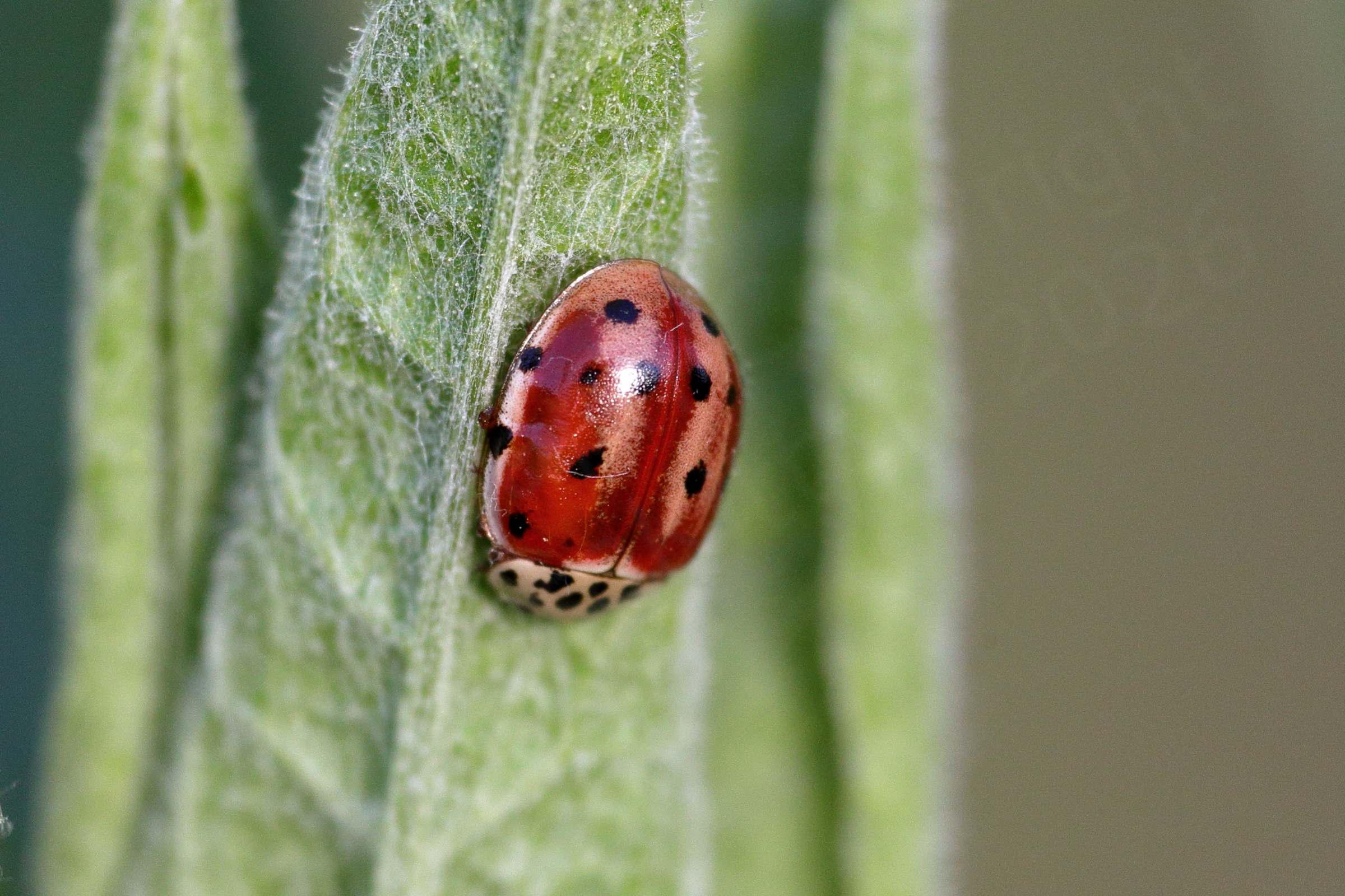 A Cream Streaked Ladybird which manages to look like a cream coloured ladybird with black spots that has been badly painted red leaving streaks of cream on the wing cases.