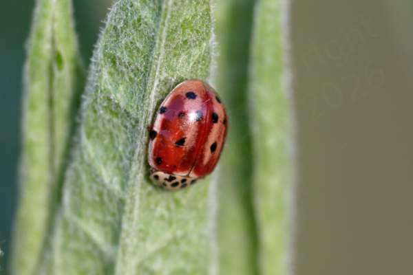 A Cream Streaked Ladybird which manages to look like a cream coloured ladybird with black spots that has been badly painted red leaving streaks of cream on the wing cases.
