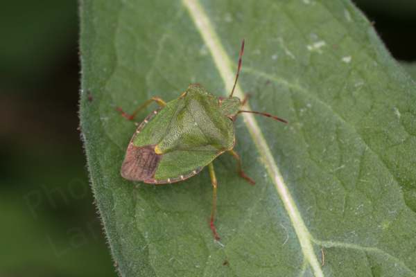 An adult Common Green Shieldbug mostly vibrant green with red antennae and reddish colouration on the lower legs.