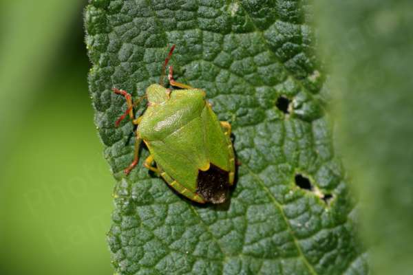 Reposing on a crinkled leaf is an adult Common Green Shieldbug mostly a bright lime green colour with red tips to its legs and antennae.