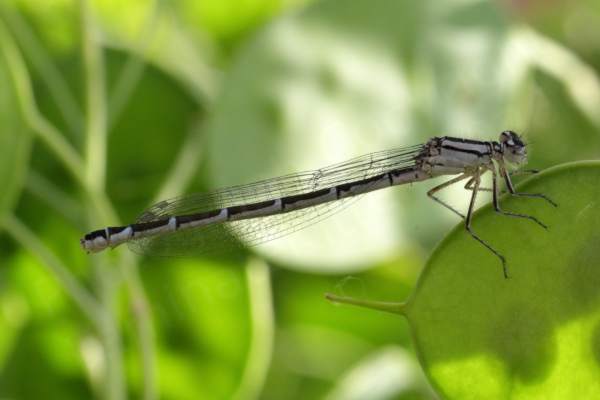 With dark brown to black markings over a creamy beige body this female Common Blue Damselfly stands out against the green foliage she is hunting in.