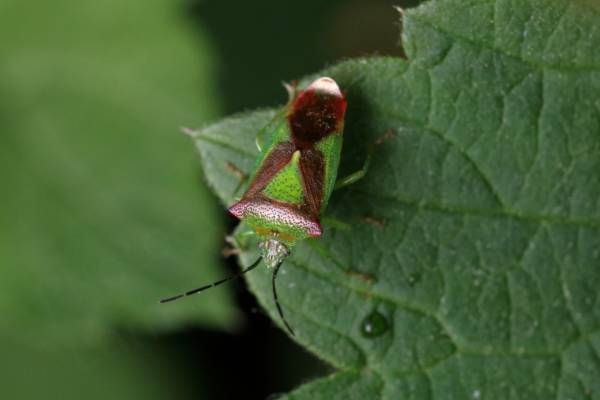 A large bright green and red Hawthorn Shieldbug is at rest on a dark green leaf.