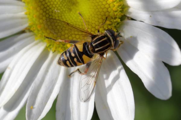 A Sun Fly which is a medium sized golden yellow and black Hoverfly with a giveaway vertical striped thorax.