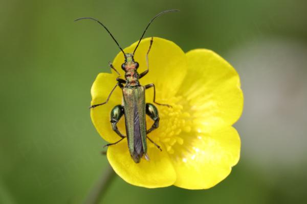 A metallic green Thick Legged Flower Beetle is posing on a yellow Buttercup Flower.