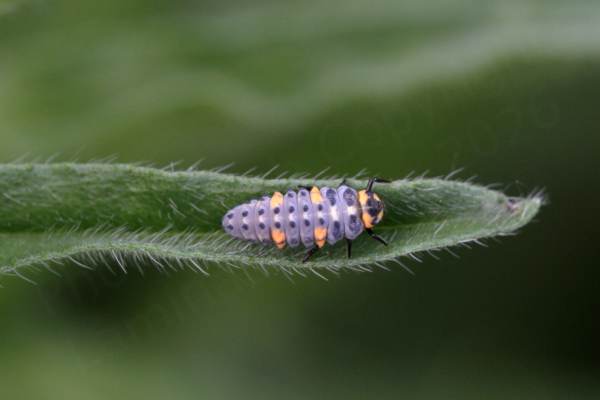A 7 Spot Ladybird Larvae the segmented body of which is a pale grey colour with four orange spots and a grey and orange head.
