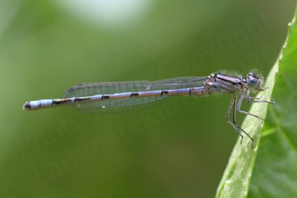 This young male Common Blue Damselfly is yet to turn bright blue and is a sort of blend of lilac and blue with the black mushroom shaped markings on the top of the abdomen which are a feature of this species.