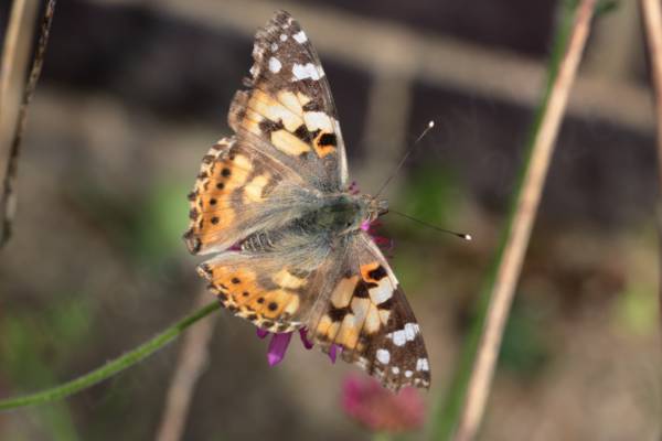 Superficially similar to the darker coloured Red Admiral this Painted Lady is a pale brown and orange colour with a few lighter markings towards the tips of the front wings. 