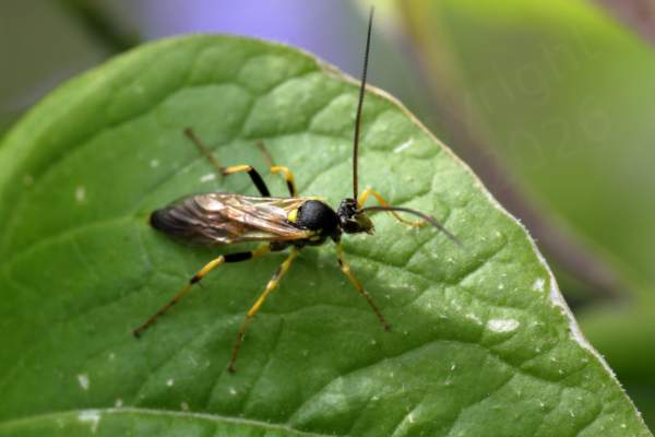 A slender Toothed Tiger Ichneumon Wasp mostly black with bright yellow markings on its head and abdomen and matching yellow and black legs.