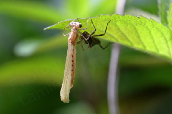 An almost translucent pink newly emerged Large Red Damselfly yet to fully expand its body and wings.