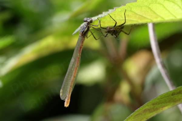 An newly emerged Large Red Damselfly with fully expanded body and wings and the adult colouration is starting to form.