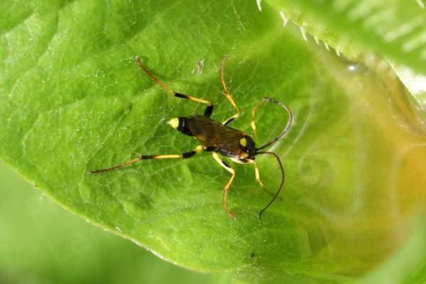 A small pool of water at the base of some large Teasel leaves is providing a drink for this slim black and yellow Toothed Tiger Ichneumon Wasp.