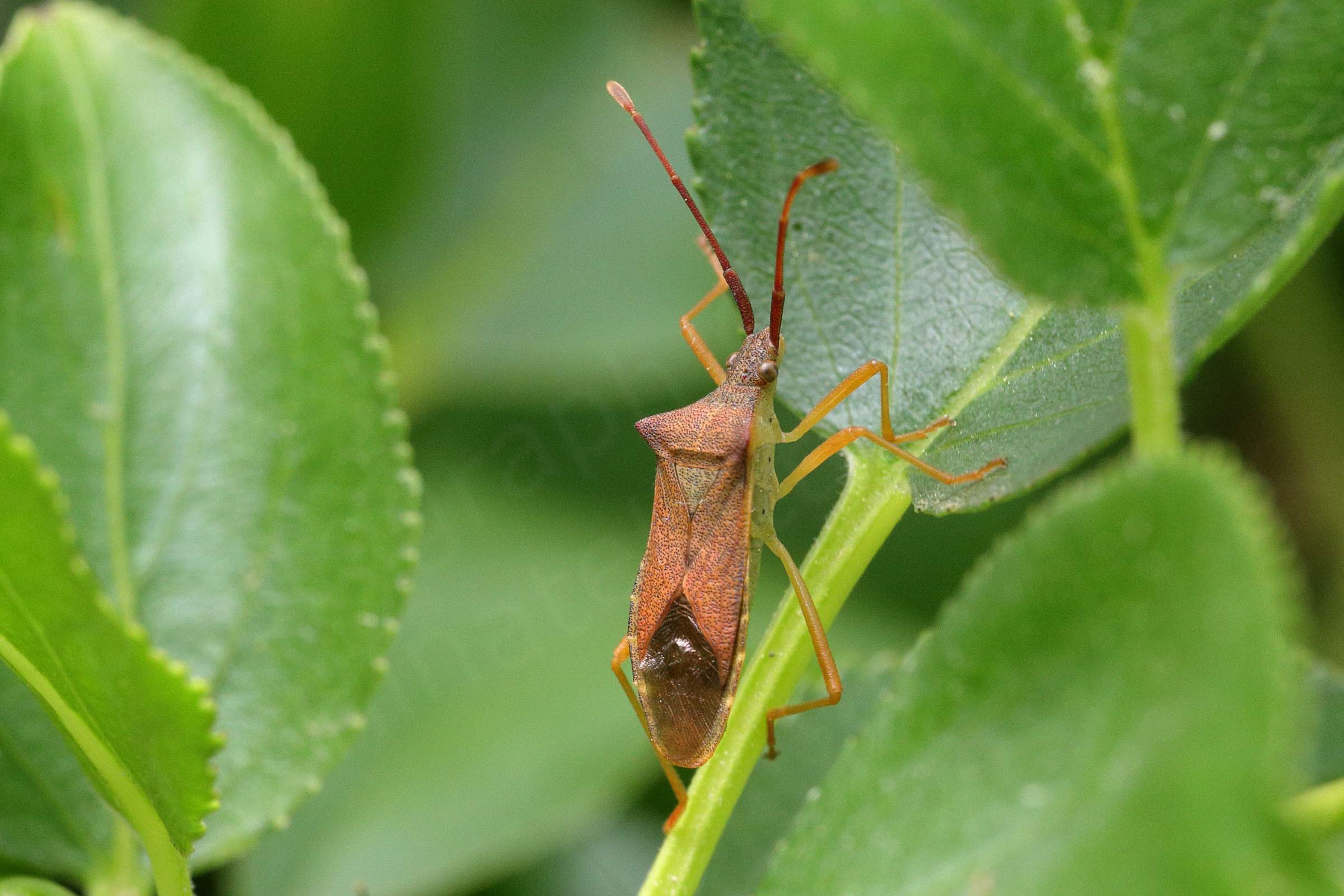A pale glossy brown Box Bug is seemingly sunning itself and we can see the lighter brown underside and glossy legs.