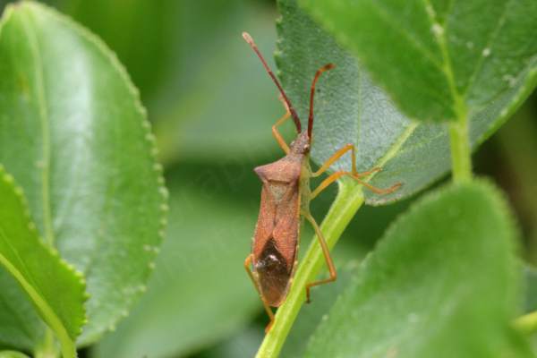 A pale glossy brown Box Bug is seemingly sunning itself and we can see the lighter brown underside and glossy legs.