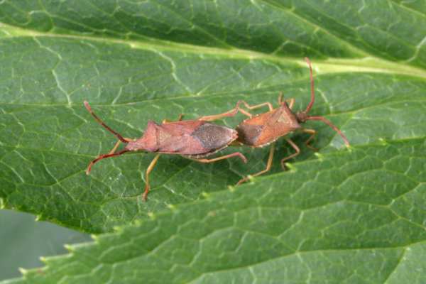 A pair of pale reddish brown Box Bugs are mating on a sunlit Buckthorn Leaf.