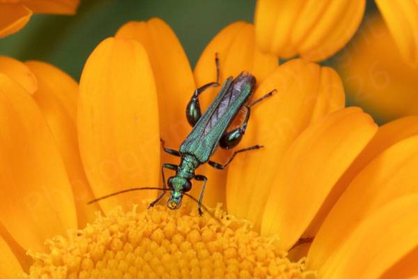 Feasting on a smallish bright orange flower is a slender metallic dark green Thick Legged Flower Beetle.