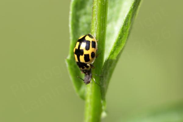 A small and distinctive yellow and black 14 Spot Ladybird is enjoying a meal of some unfortunate small insect.