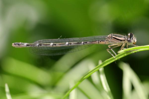 A female Common Blue Damselfly in a pale pinky cream colour with black markings is eating a small insect whilst resting on a slender leaf of a grass like plant.