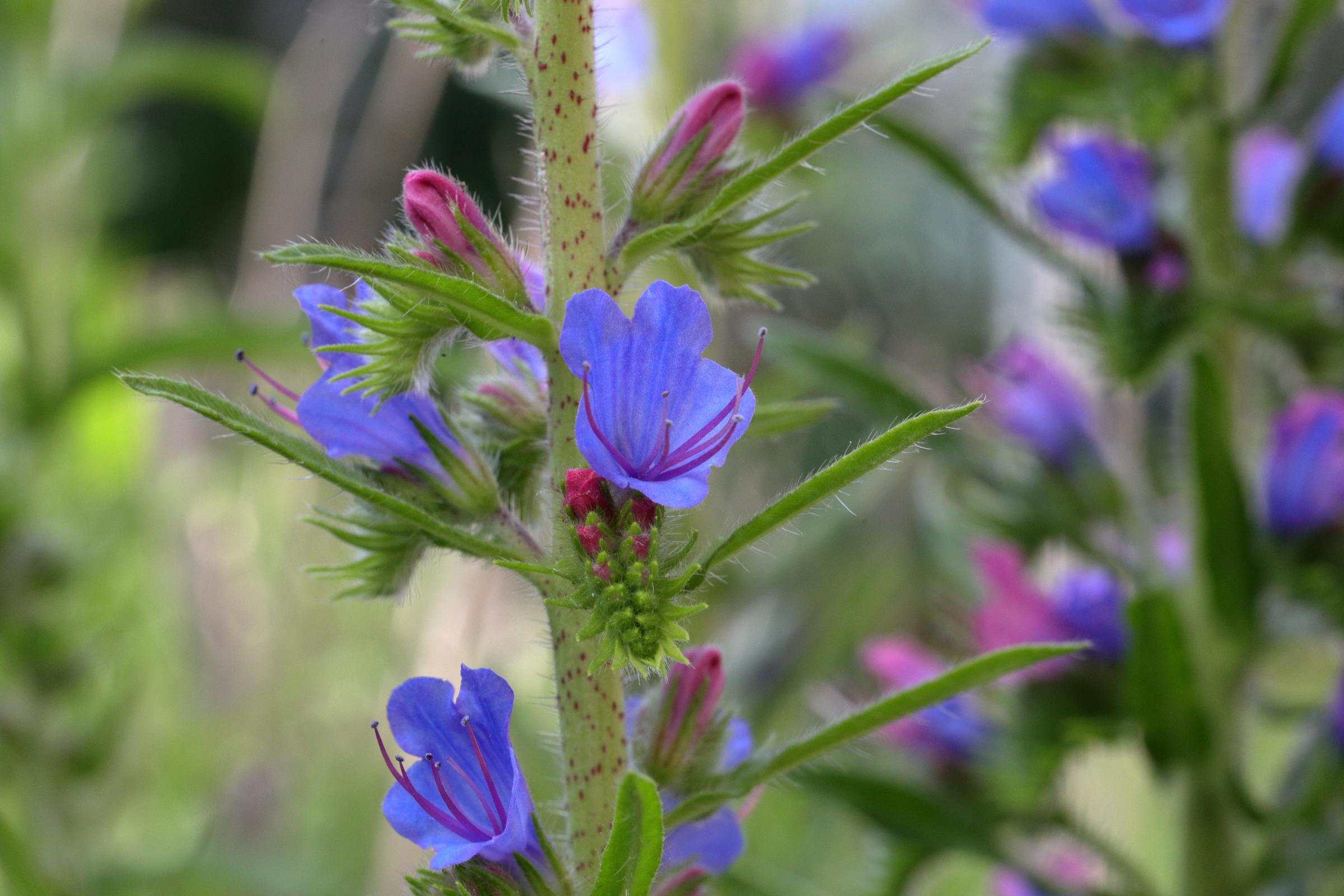 A green hairy stem and leaves complement the violet blue bell shaped flowers with long pinkish purple stamens of the Vipers Bugloss plant.