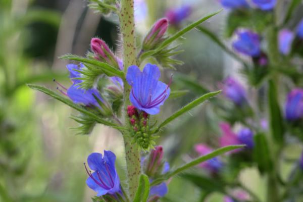 A green hairy stem and leaves complement the violet blue bell shaped flowers with long pinkish purple stamens of the Vipers Bugloss plant.
