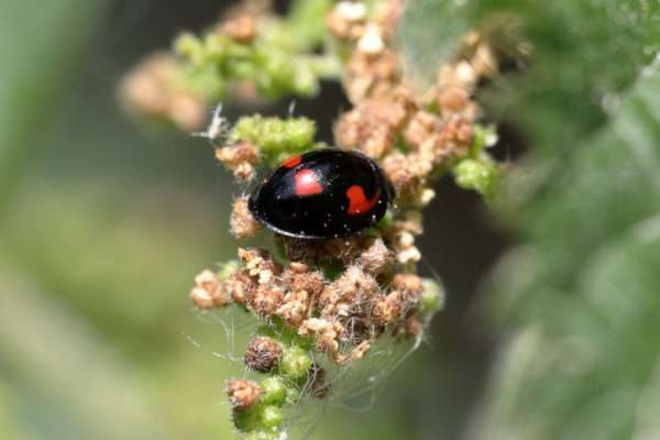 A Pine Ladybird which is a small Ladybird mostly glossy black but with four red spots the frontmost two shaped like exaggerated commmas.