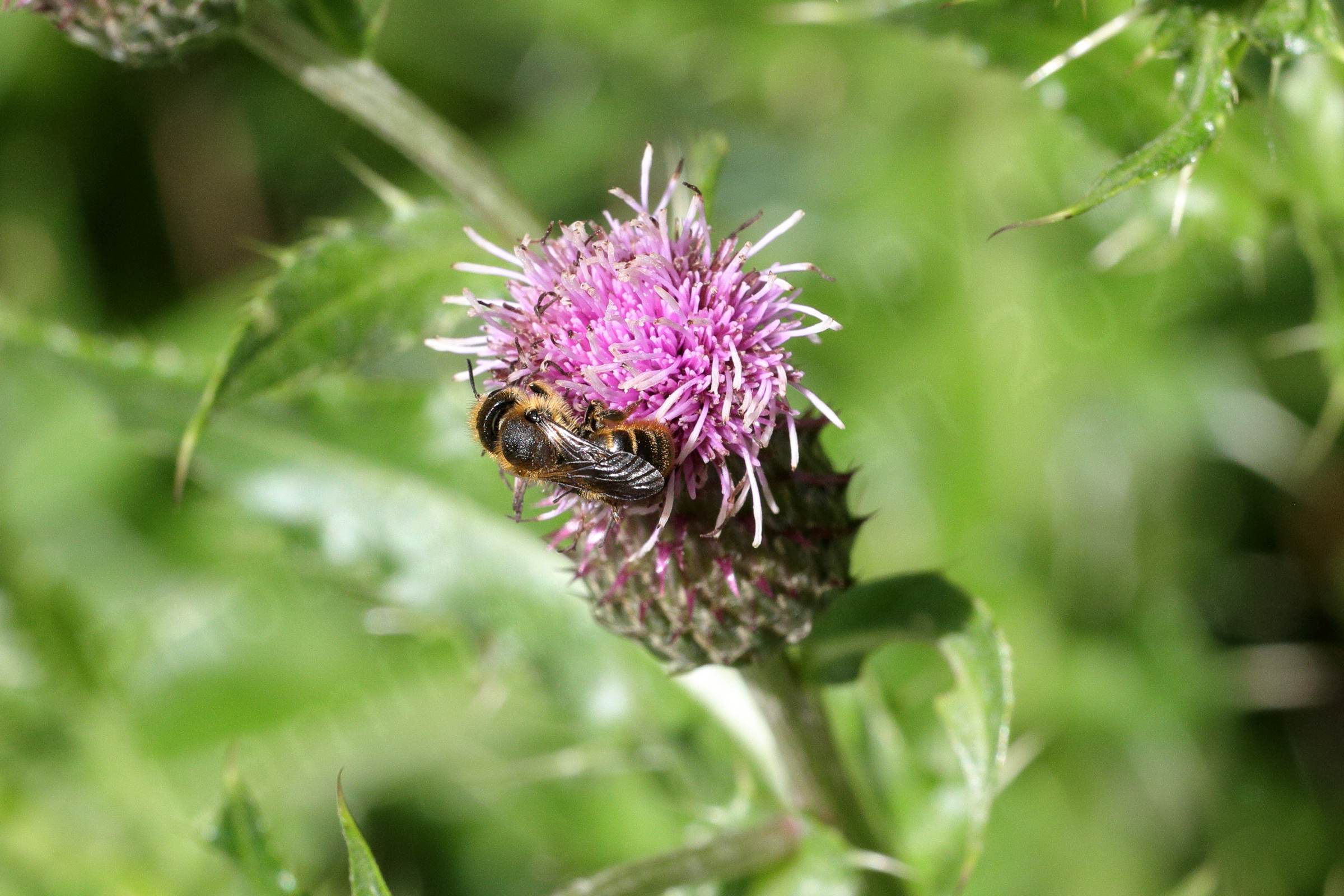 A ginger haired golden brown and black bee is enjoying a pink thistle like flower.