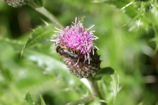 A ginger haired golden brown and black bee is enjoying a pink thistle like flower.