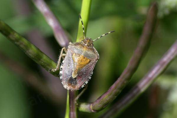 A browish purple Hairy Shieldbug with a golden yellow scutellum and black and white antennae and connexivum.
