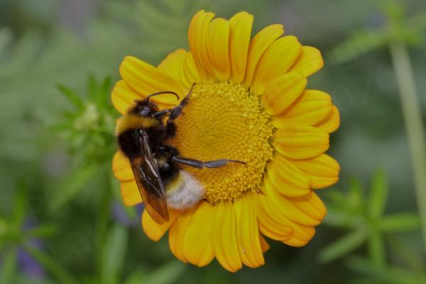 A large fluffy black and yellow Bumblebee with a with a white rump is feasting on a small yellowy orange flower.