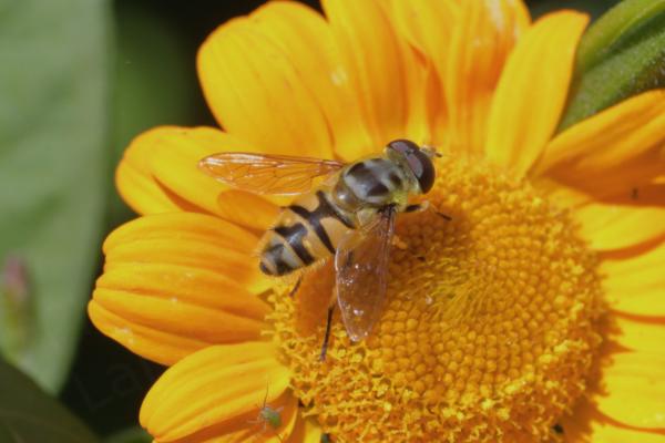 An small orange flower is hosting a medium sized black and yellow Hoverfly with distinctive Batman shaped marking on its thorax.