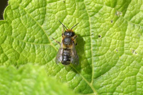 A small black bee with ginger brown hair is resting on a leaf.