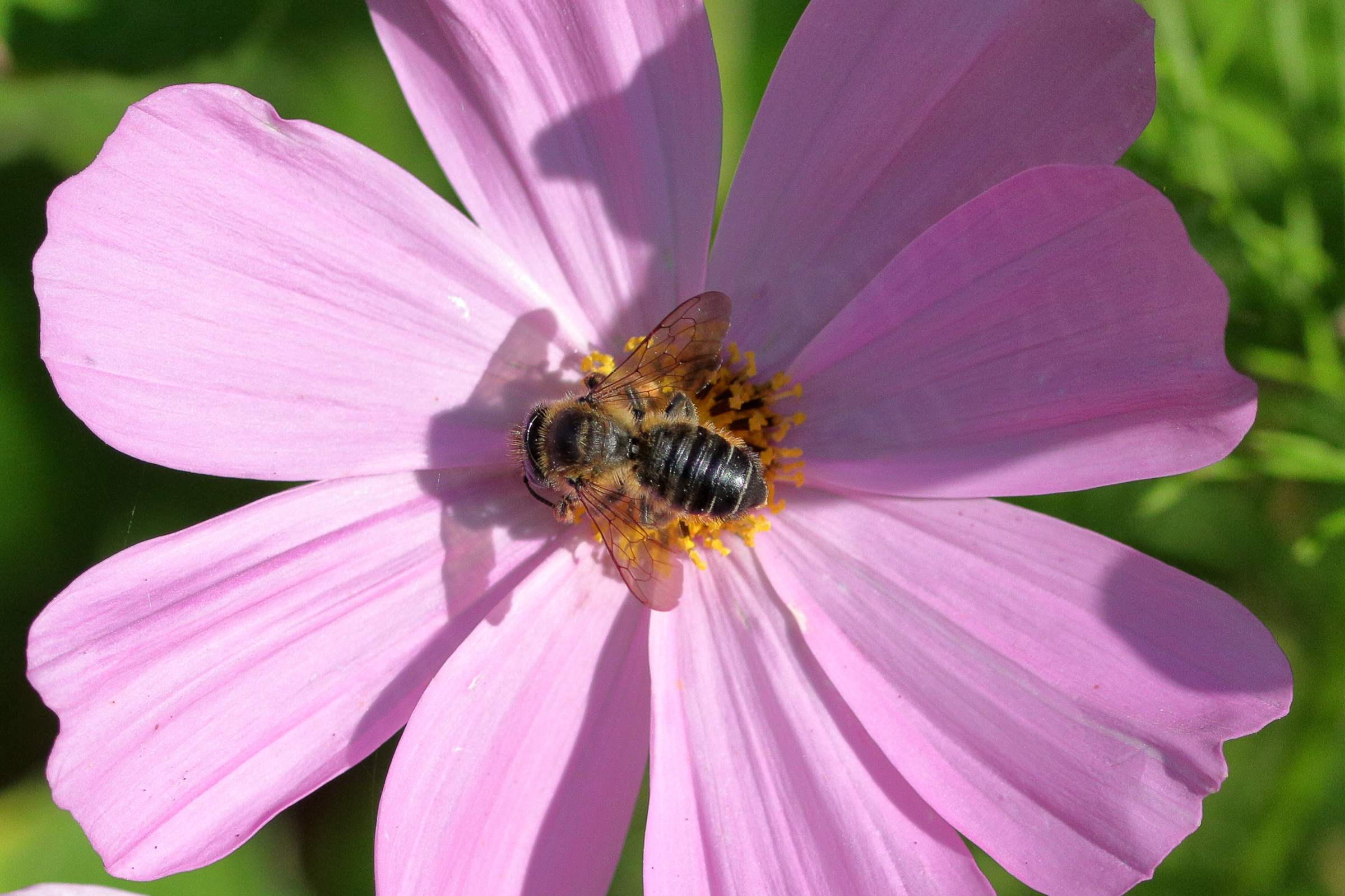 A black Bee with ginger brown hairs is feeding on a large pink Cosmos flower.