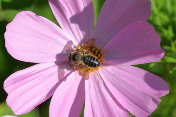 A black Bee with ginger brown hairs is feeding on a large pink Cosmos flower.