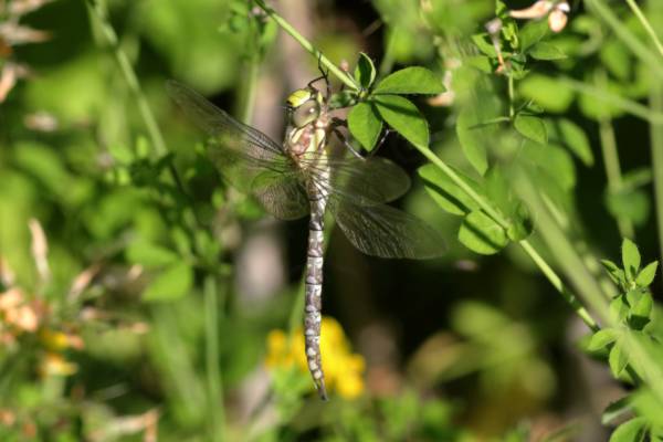 A newly emerged creamy yellow and brown Southern Hawker Dragonfly is almost ready to take its first flight.