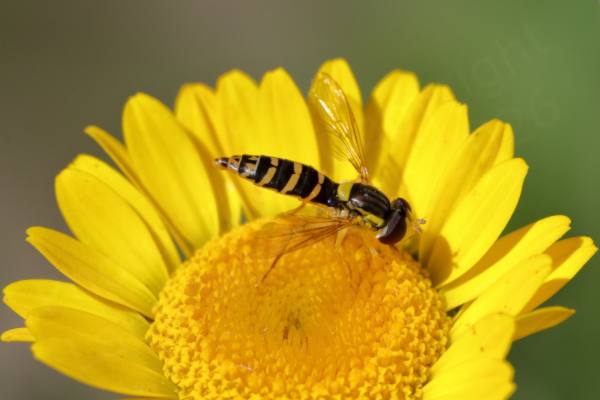 A small and slender black and yellow Hoverfly with yellow face and scutellum is feeding on a yellow flower.