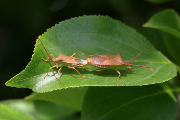 A pair of pale reddish brown angular Boxbugs are mating on a Buckthorn leaf.
