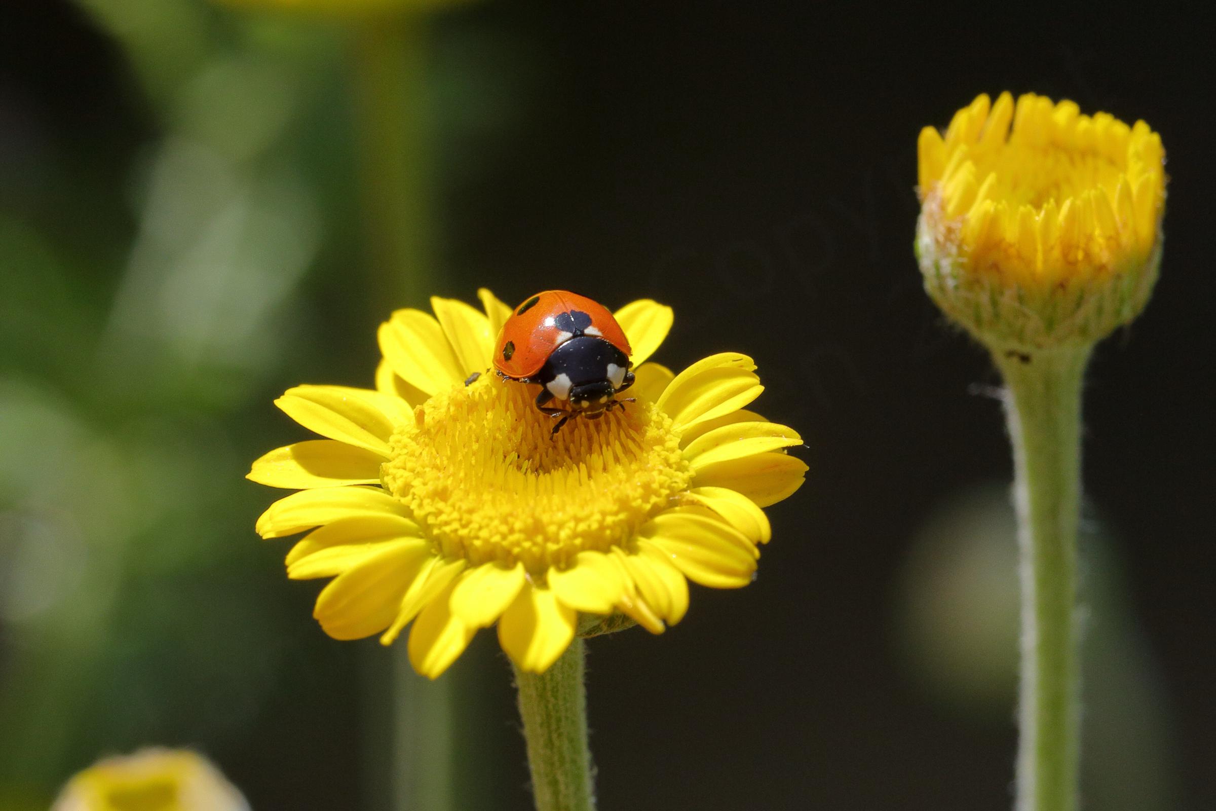 A Seven Spot Ladybird is hunting for dinner on a yellow daisy like flower.