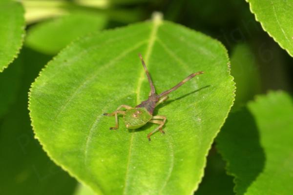 A Boxbug nymph almost pear shaped with lime green abdomen and brown head and thorax.