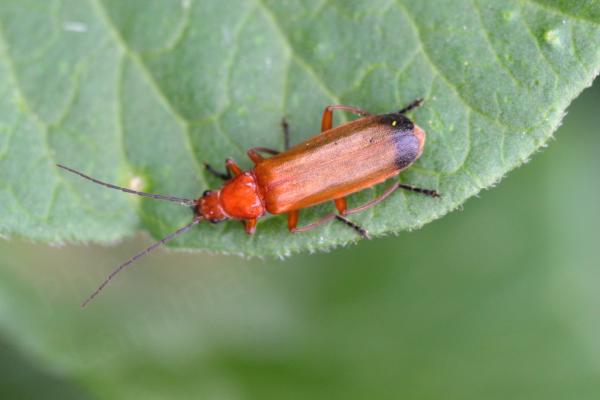 A slender reddish brown Common Red Soldier Beetle is resting on a shaded leaf.