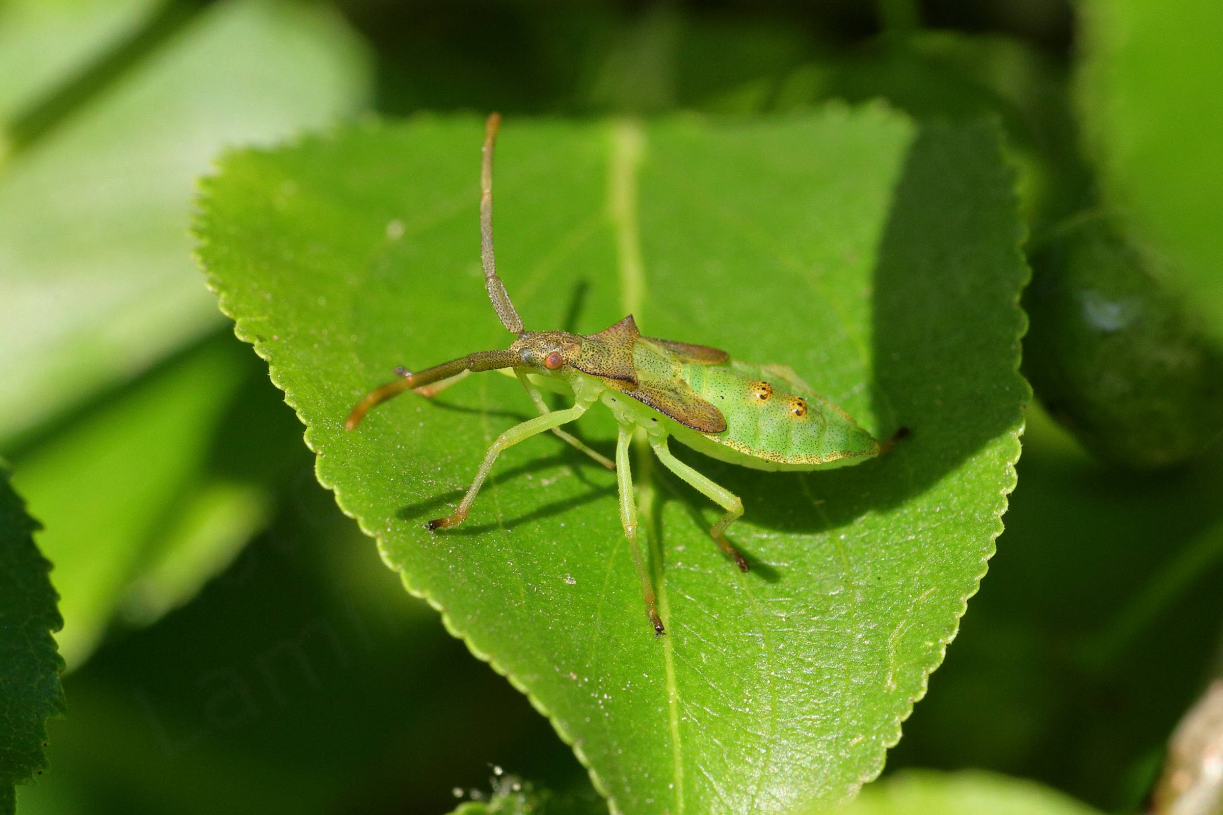 A lime green Boxbug nymph with brown head thorax and disproportionately broad antennae.