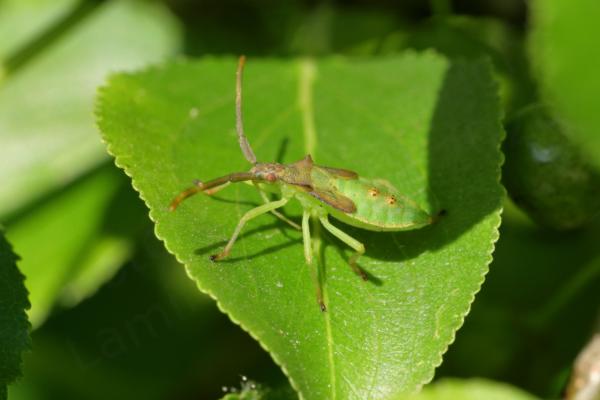 A lime green Boxbug nymph with brown head thorax and disproportionately broad antennae.